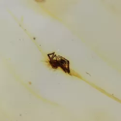 Insect inclusions in Baltic amber fossil big stone