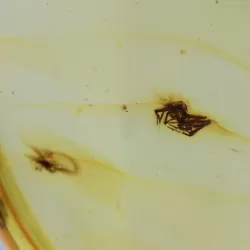 Insect inclusions in Baltic amber fossil big stone