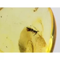 Insect inclusion in Baltic amber fossil big stone
