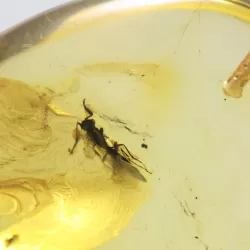Insect inclusion in Baltic amber fossil big stone