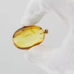 Gnat Insect inclusion in Baltic amber fossil big stone