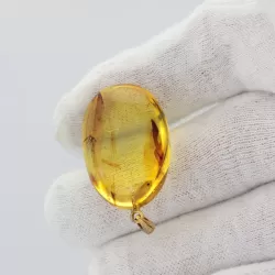 Gnat Insect inclusion in Baltic amber fossil big stone