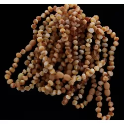 10 Raw Butter Baltic Amber Anklets 25cm
