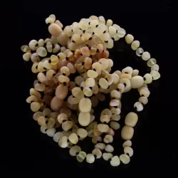10 Raw Butter BAROQUE Baltic amber teething bracelets 14cm