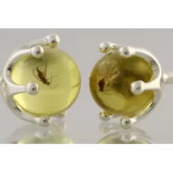 Fossil Studs Baltic amber Silver Earrings