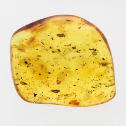 Swarm of Insects in Baltic Amber Fossil Specimen