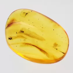 Gnats Insects in Baltic Amber Fossil Specimen