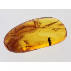 Gnats Insects in Baltic Amber Fossil Specimen