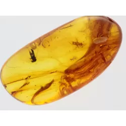 Gnats Insects in Baltic Amber Fossil Specimen