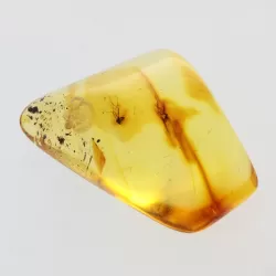 Gnats Insects in Baltic Amber Fossil Specimen