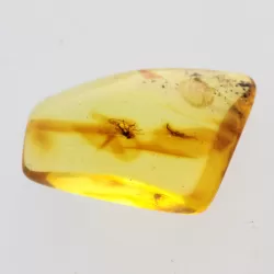 Gnats Insects in Baltic Amber Fossil Specimen