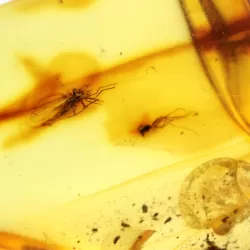 Gnats Insects in Baltic Amber Fossil Specimen