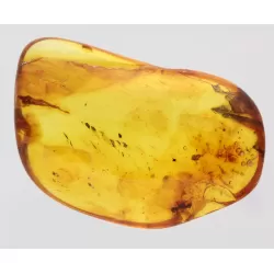 Ant trapped in Baltic Amber Fossil Specimen
