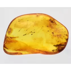 Ant trapped in Baltic Amber Fossil Specimen