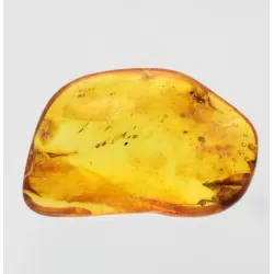 Ant trapped in Baltic Amber Fossil Specimen