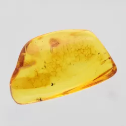 Gnats trapped in Baltic Amber Fossil Specimen