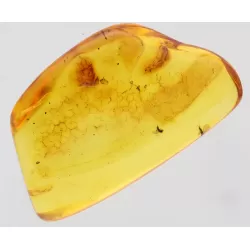 Gnats trapped in Baltic Amber Fossil Specimen