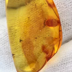 Gnats trapped in Baltic Amber Fossil Specimen