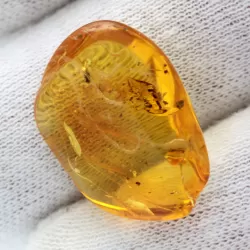 Few trapped Insects in Baltic Amber Fossil Specimen