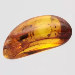 Bristletail Insect in Baltic Amber Fossil Specimen