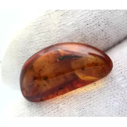 Bristletail Insect in Baltic Amber Fossil Specimen