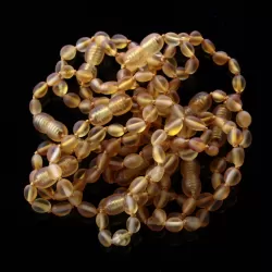 10 Raw Honey BEANS Baltic amber teething bracelets 14cm