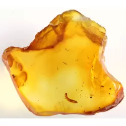 Rare MYRIAPODA in genuine Baltic amber fossil stone