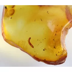 Rare MYRIAPODA in genuine Baltic amber fossil stone