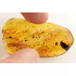 Huge cockroach+ more in genuine Baltic amber fossil stone