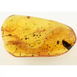 Huge cockroach+ more in genuine Baltic amber fossil stone