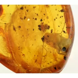 Huge cockroach+ more in genuine Baltic amber fossil stone