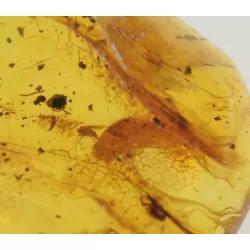 Huge cockroach+ more in genuine Baltic amber fossil stone