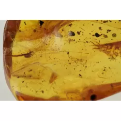 Huge cockroach+ more in genuine Baltic amber fossil stone