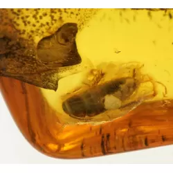 Genuine Baltic amber fossil stone with large cockroach