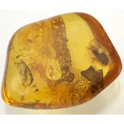 Genuine Baltic amber fossil stone with large cockroach
