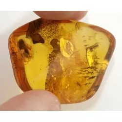 Genuine Baltic amber fossil stone with large cockroach