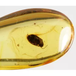Nice beetle in Baltic amber fossil stone silver pendant