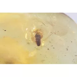 COCKROACH in Baltic amber fossil stone silver pendant