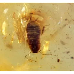 COCKROACH in Baltic amber fossil stone silver pendant