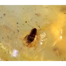 COCKROACH in Baltic amber fossil stone silver pendant