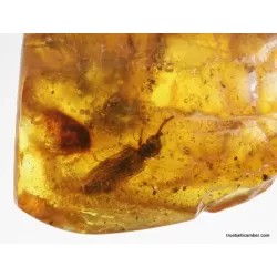 Large CUPEDIDAE in genuine Baltic amber fossil stone