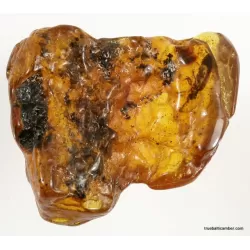 Large CUPEDIDAE in genuine Baltic amber fossil stone