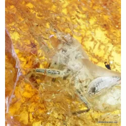 CRICKET in genuine Baltic amber fossil stone