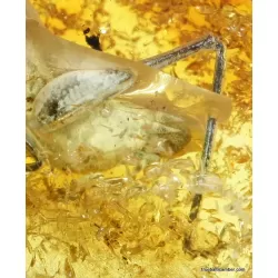 CRICKET in genuine Baltic amber fossil stone