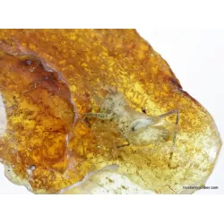 CRICKET in genuine Baltic amber fossil stone