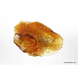 CRICKET in genuine Baltic amber fossil stone