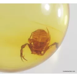 Pseudoscorpion fossil insect in Baltic amber