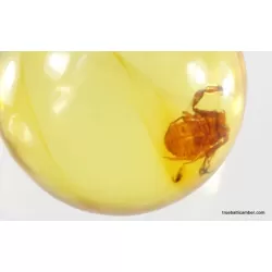 Pseudoscorpion fossil insect in Baltic amber