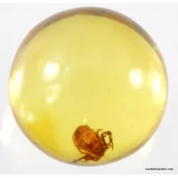 Pseudoscorpion fossil insect in Baltic amber