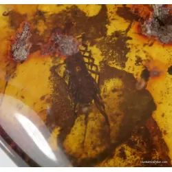 MYRIAPODA fossil insect in Baltic amber